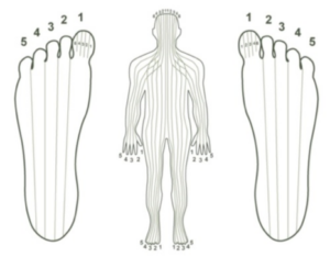 Cartographie plantaire de Fitzgerald pour un massage des pieds anti-stress